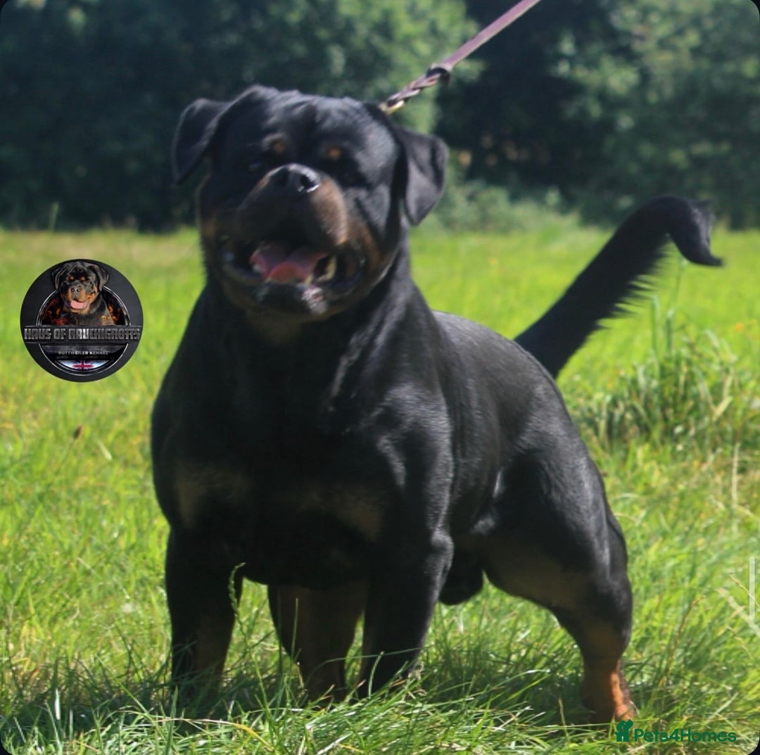 Rottweiler dogs for sale: Top Kc Registered Rottweiler Female Puppies - Advert 7