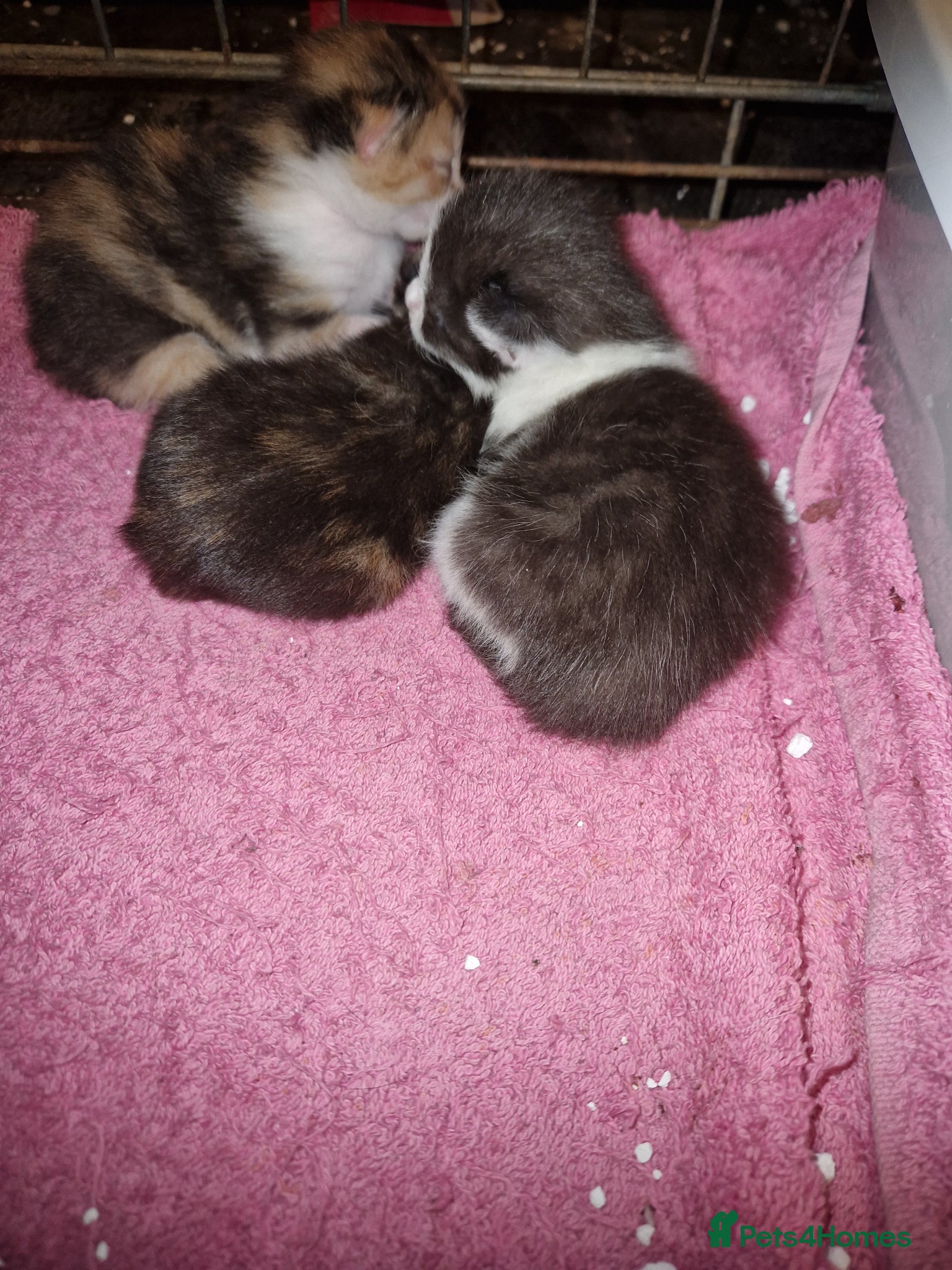 Mixed Breed cats Kittens - Advert 2