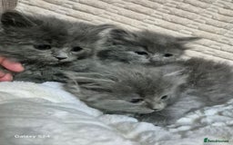 Ragdoll cats for sale: Ragdoll kittens  - Image 8