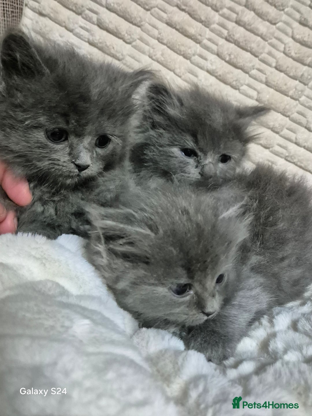 Ragdoll cats for sale: Ragdoll kittens  - Image 8