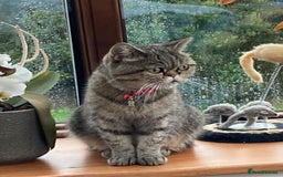 Exotic cats for sale: Exotic cross kittens - Advert 19