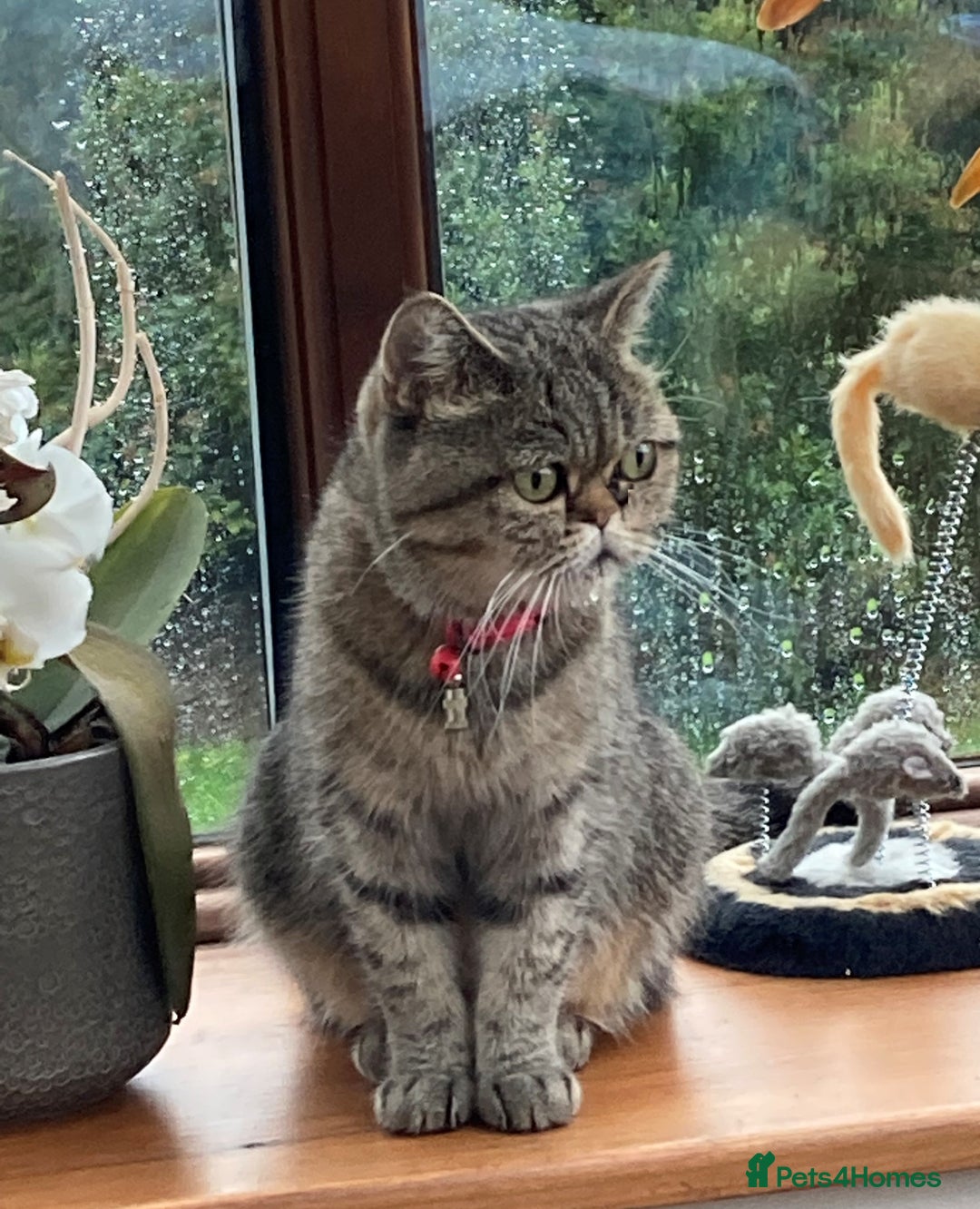 Exotic cats for sale: Exotic cross kittens - Advert 19