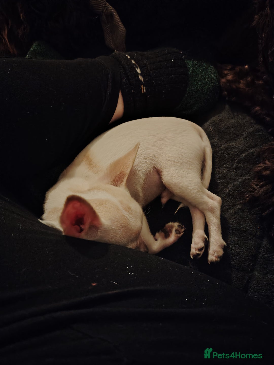 Chihuahua dogs for sale: Deer head chihuahua  - Advert 11