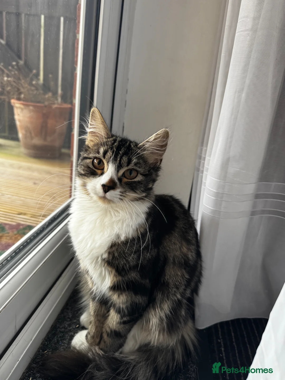 British Longhair cats for sale: Beautiful 7 Month Old Kitten - Advert 2