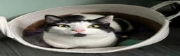 Mixed Breed cats for sale: REHOMING: 2 Black/White Cats, Siblings in Whitley Bay - Advert 10