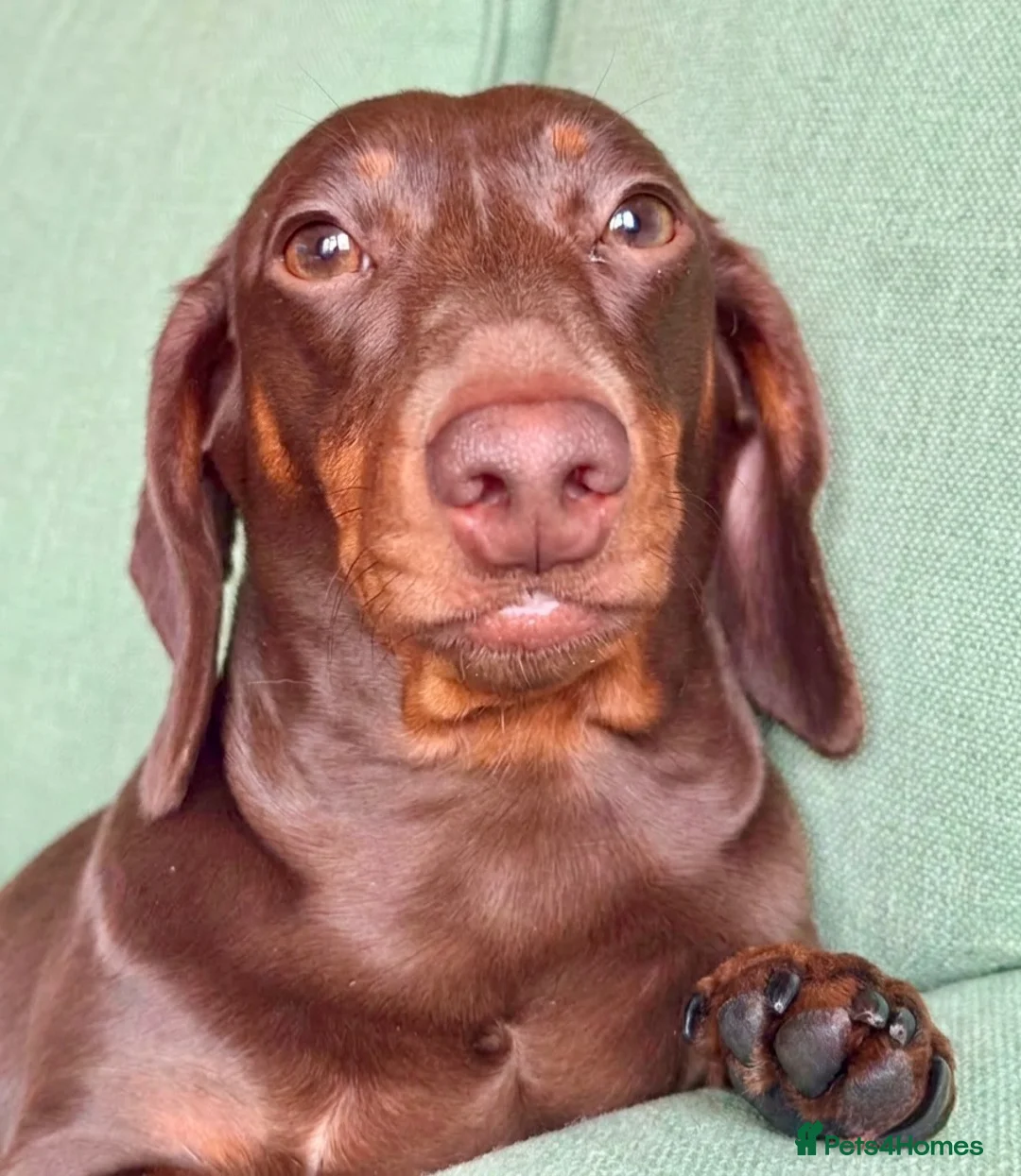 Miniature Dachshund dogs for sale: Beautiful Miniature Dachshund Puppies - Advert 2