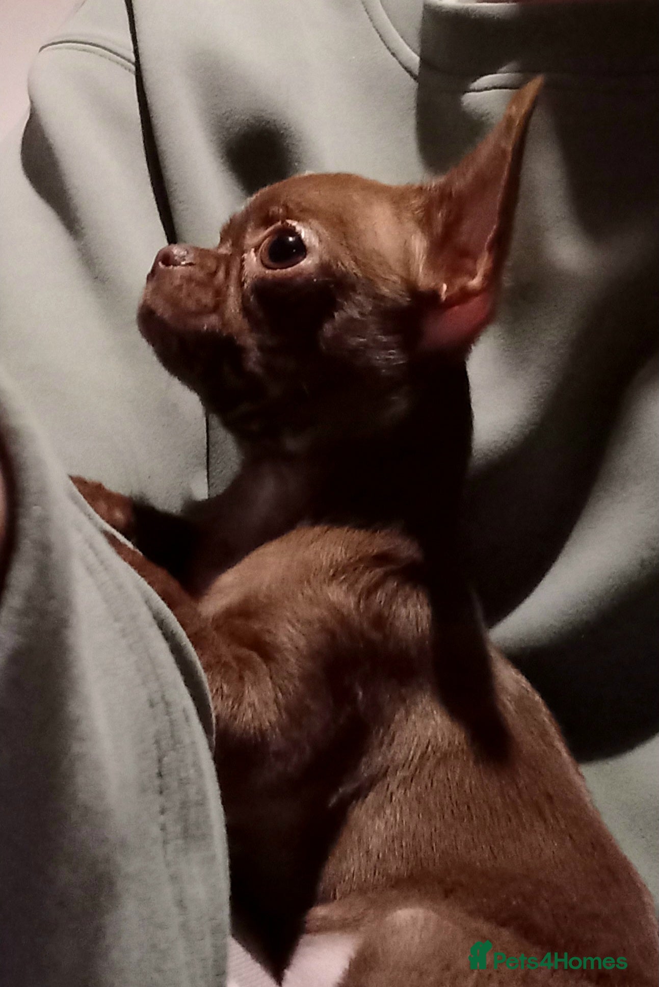 Chihuahua dogs 💓6 months old Smoot-coat 💓chocolate girl  - Advert 9