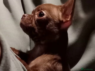 Chihuahua dogs 💓6 months old Smoot-coat 💓chocolate girl - Advert 9