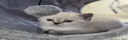 British Shorthair cats for sale: Gorgeous white/grey British shorthair kittens - Advert 8