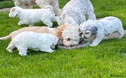 Cockapoo dogs for sale: Beautiful cockapoo puppy’s  - Image 32