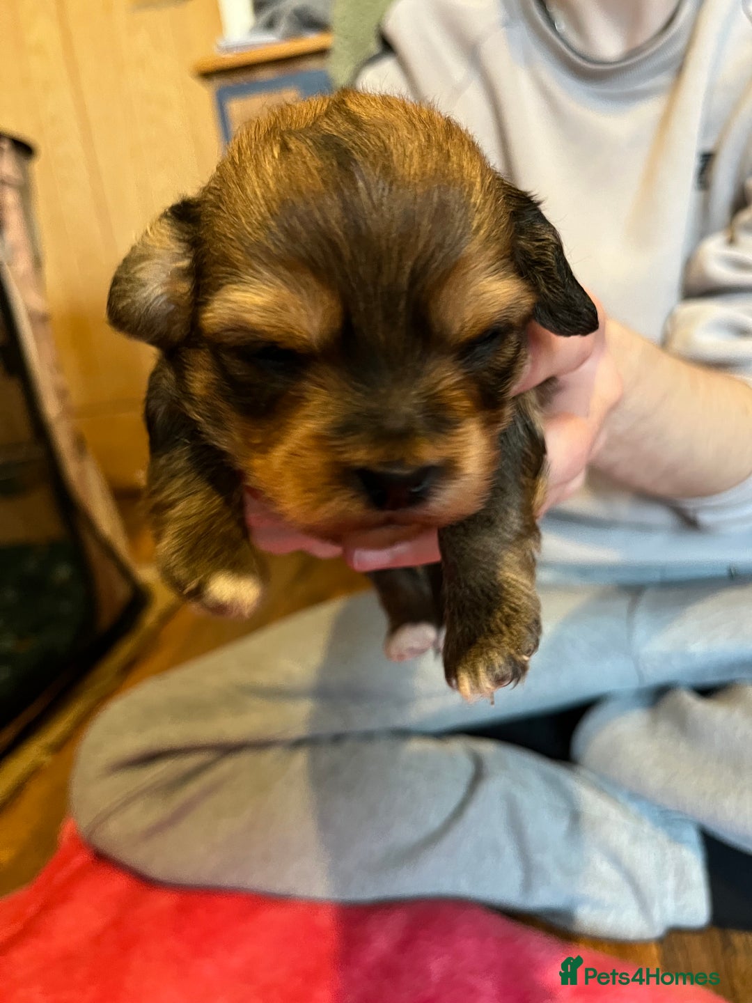 Mixed Breed dogs for sale: Beautiful Zuchon Doxies - Advert 21