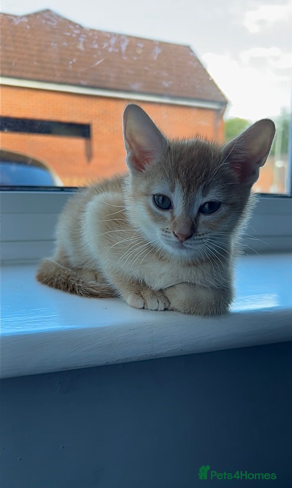 Red Abyssinian Girl