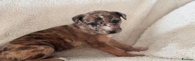 Mixed Breed Puppy 7
