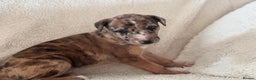 Whippet dogs for sale: Collie greyhound (GREYHOUND) - Advert 4