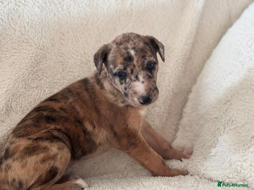 Whippet dogs for sale: Collie greyhound (GREYHOUND) - Image 4
