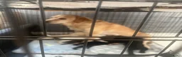 Springador dogs for sale: 4 male puppies looking for good homes - Advert 2