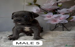 Mixed Breed dogs for sale: Italian Mastiff puppies READY NOW !!! - Image 5