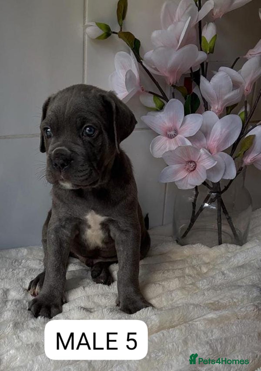 Mixed Breed dogs for sale: Italian Mastiff puppies READY NOW !!! - Image 5