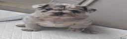 French Bulldog dogs for sale: Fluffy French Bulldogs - Advert 22