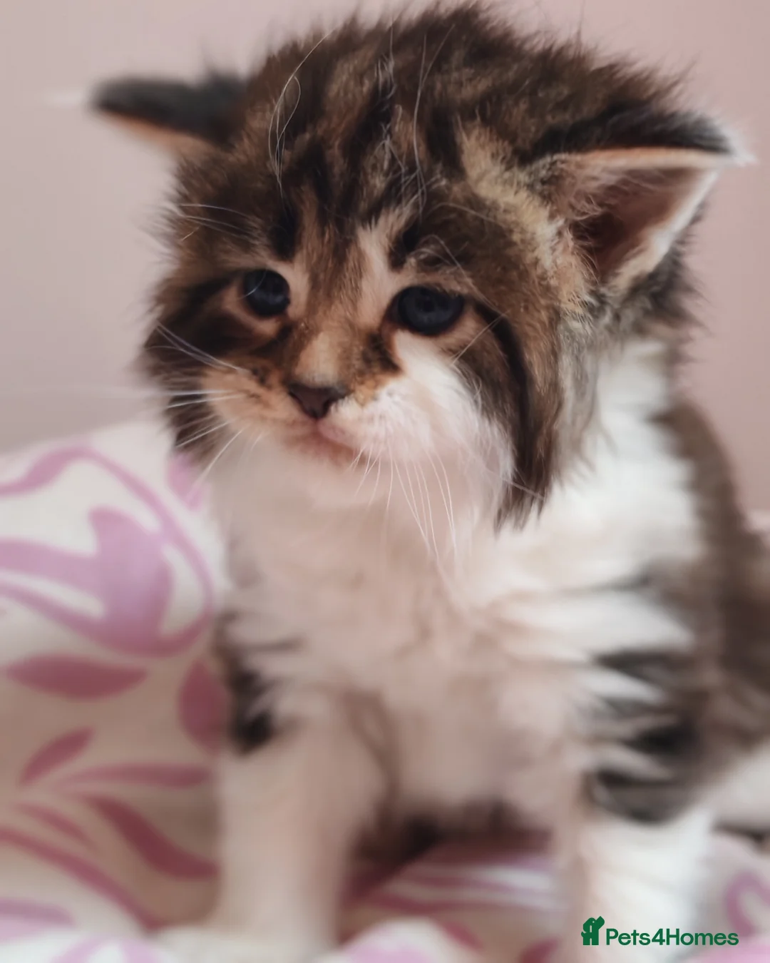 Maine Coon cats for sale: Beautiful Maine Coon Kittens  - Advert 14