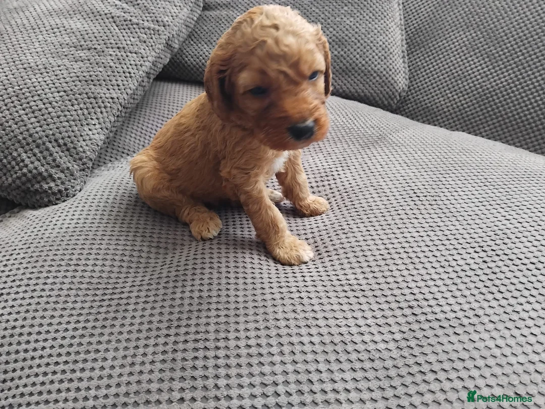 Cockapoo dogs for sale: Cockapoo puppies - Advert 2