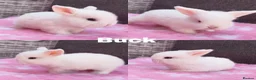 Mini Lop rabbits for sale: Stunning mini lops available for reserve  - Advert 5