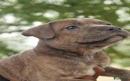 Staffordshire Bull Terrier dogs for sale: Stunning blue Staffordshire Bull terror puppy - Image 6