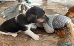 Jack Russell dogs for sale: Stunning little boys and girls - Image 22