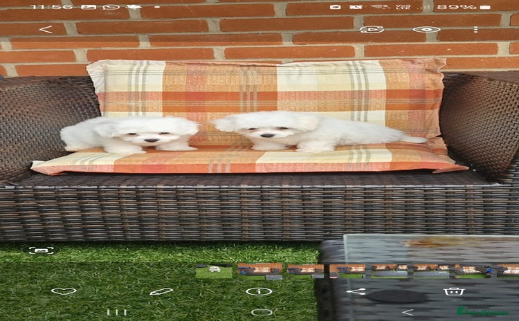 Maltese dogs - Advert 2