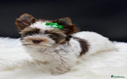 Yorkshire Terrier dogs for sale:  Ready to go Exotic Colourful Yorkshire Terriers - Advert 24