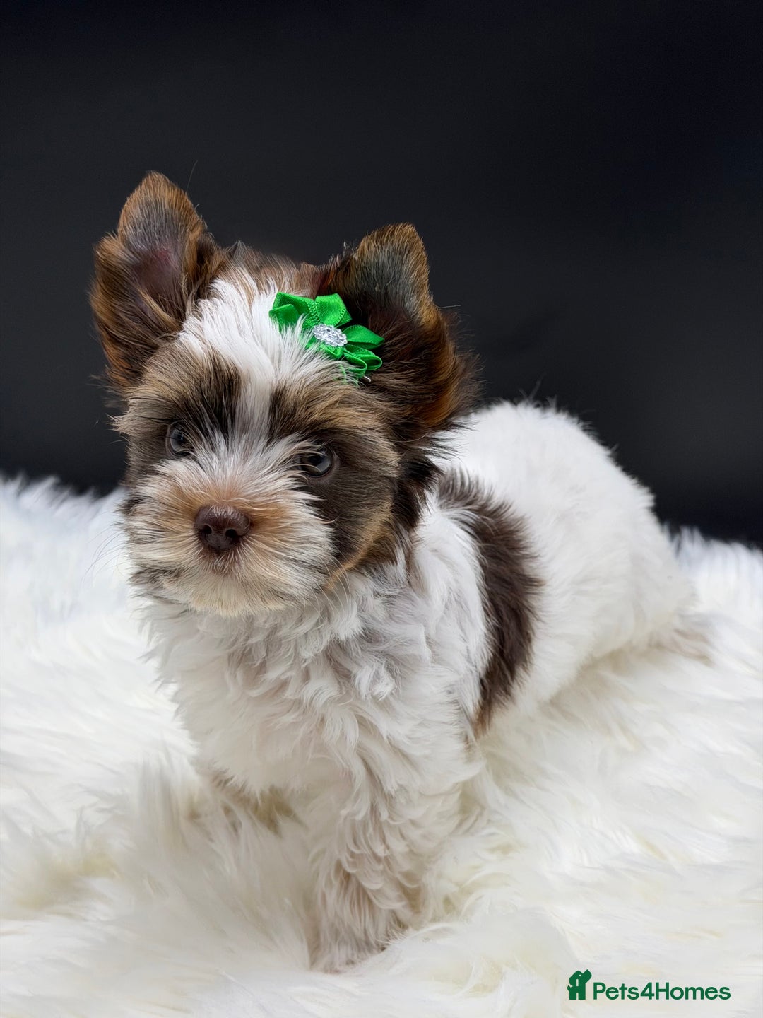 Yorkshire Terrier dogs for sale:  Ready to go Exotic Colourful Yorkshire Terriers - Advert 24