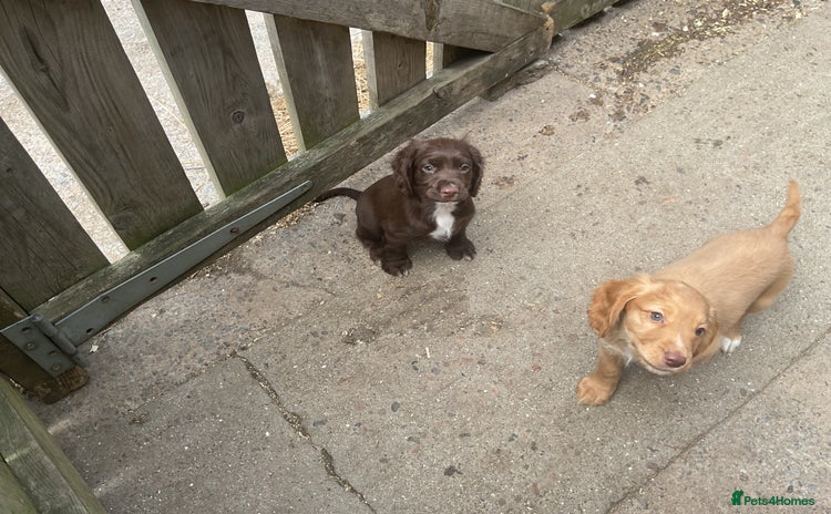 Cocker Spaniel dogs - Advert 7