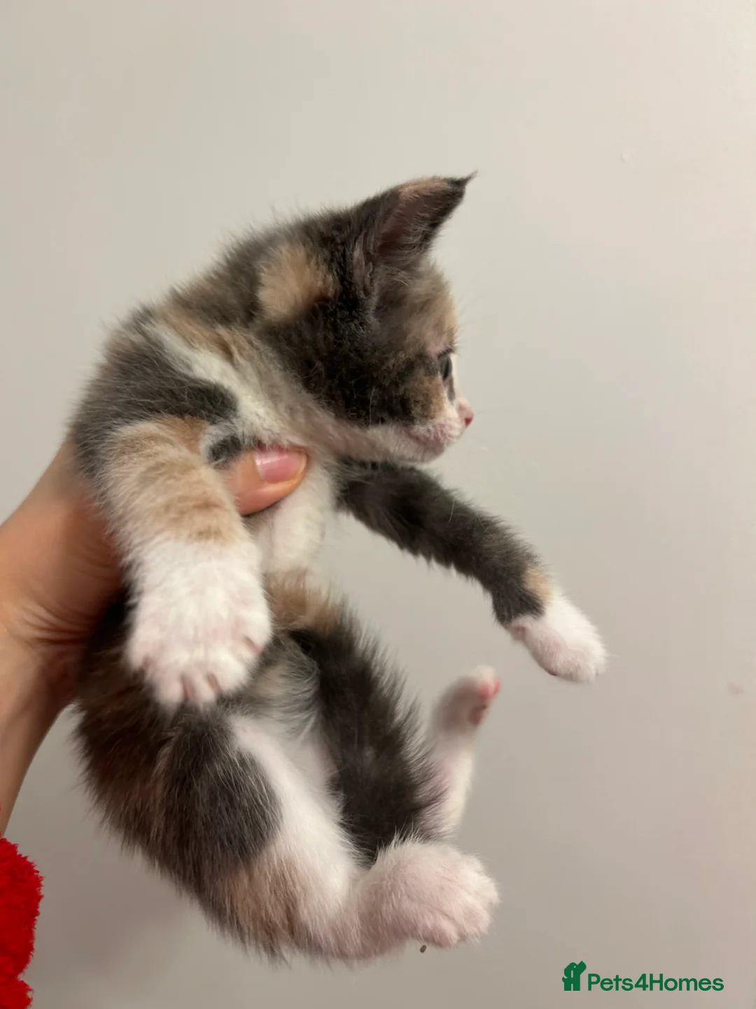 Mixed Breed cats for sale: Cute kittens ready to go open to offers  - Advert 6