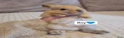 Mini Lop rabbits for sale: Baby Bunnys - Advert 5