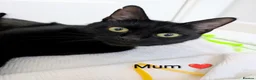 Mixed Breed cats for sale: Black Kittens 2 Boys - 2 Girls  - Advert 3