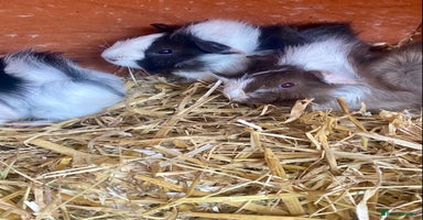 Guinea Pig rodents - Advert 2