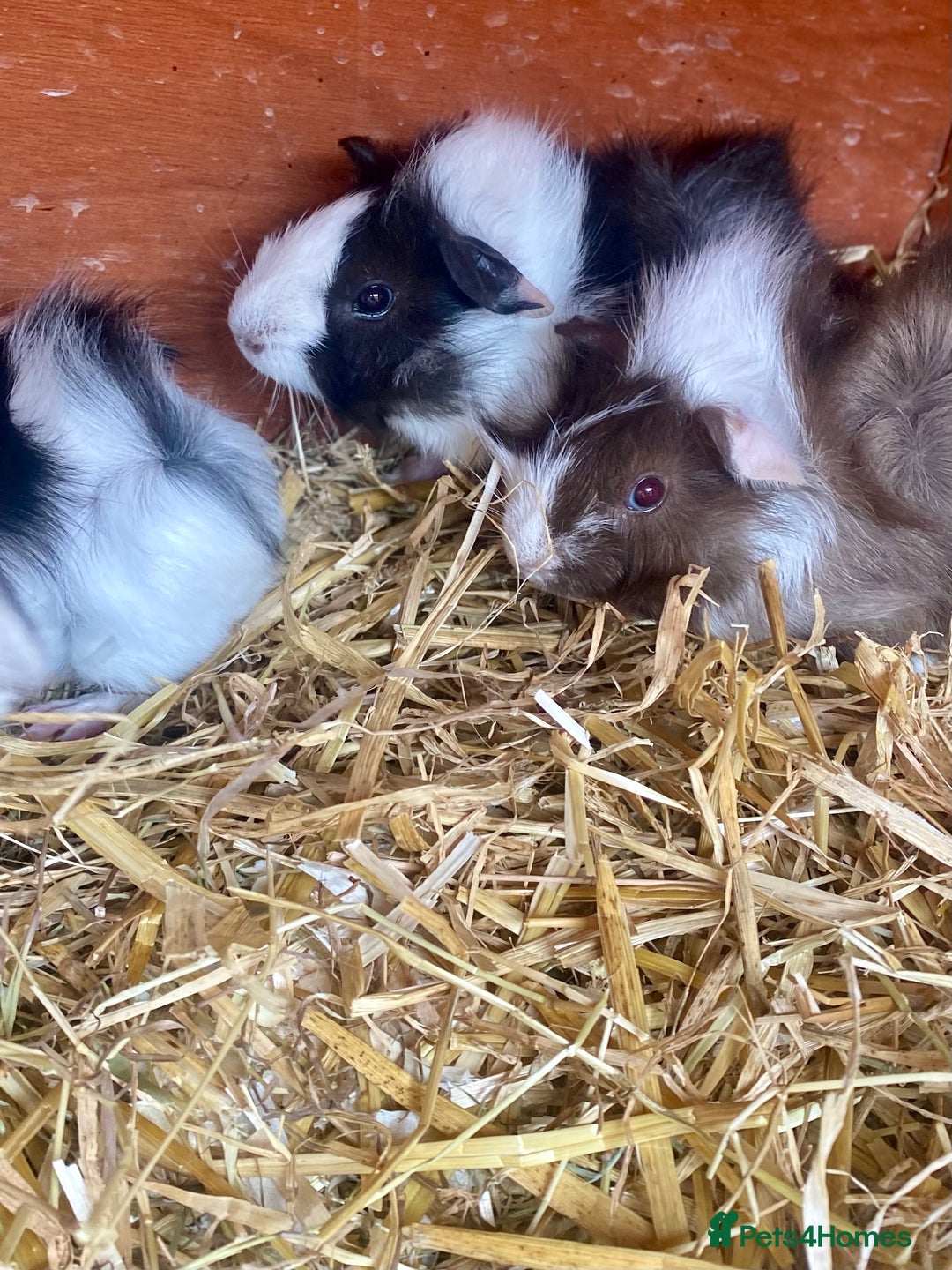 Guinea Pig rodents for sale: Young male Guineas - Image 3