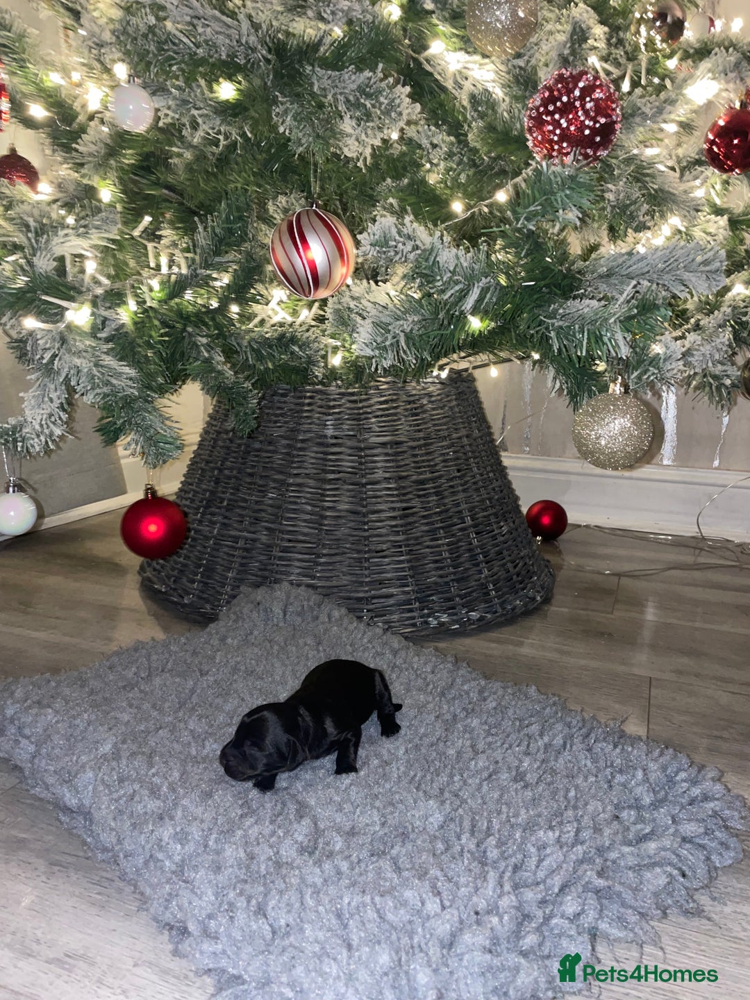 Cockapoo dogs for sale: F1 Cockapoo Puppies  - Advert 12