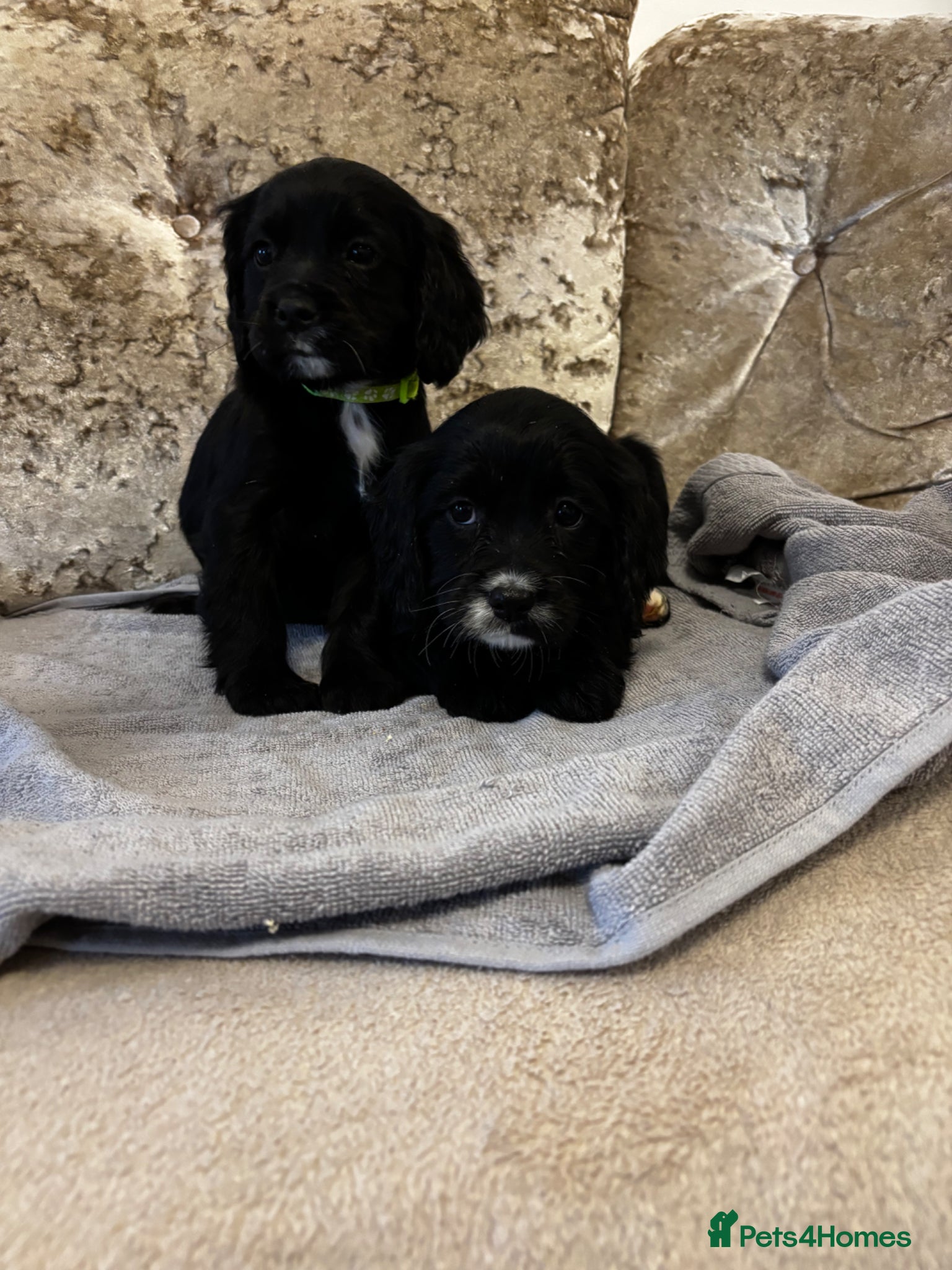 Cockalier dogs Cockalier puppies - Advert 12