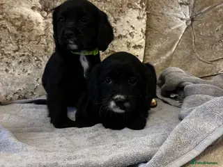 Cockalier dogs Cockalier puppies - Advert 12