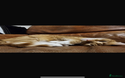Munchkin cats for sale: Rehoming Male Cat – Quiet Home Needed  - Image 9