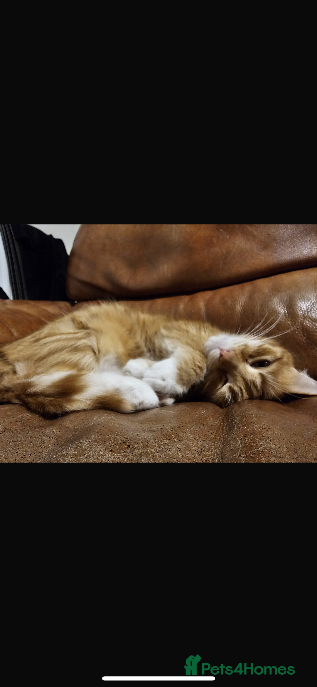 Munchkin cats for sale: Rehoming Male Cat – Quiet Home Needed  - Image 9