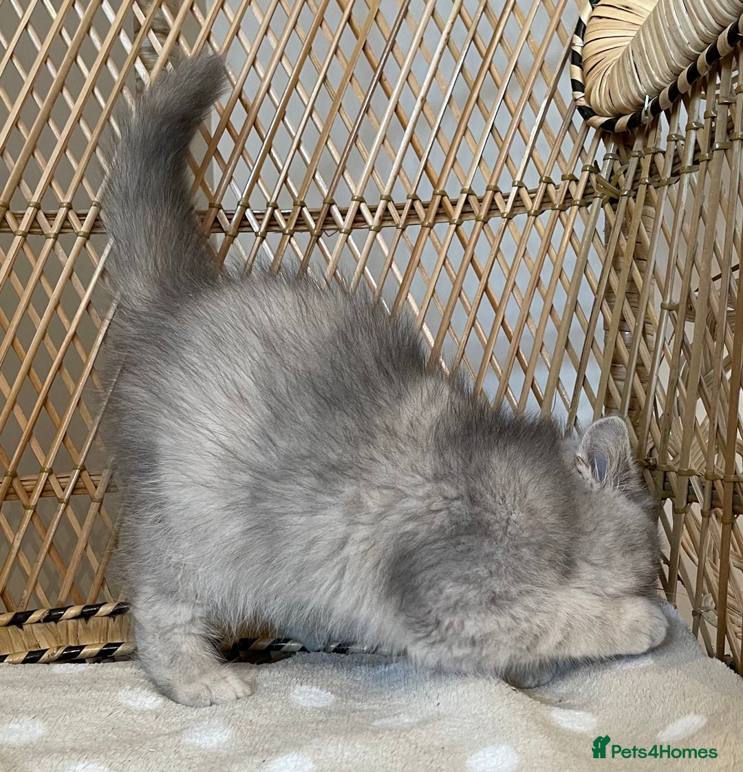 Exotic cats for sale: ❤️Stunning Exotic Shorthair & Longhair Kittens❤️  - Image 25