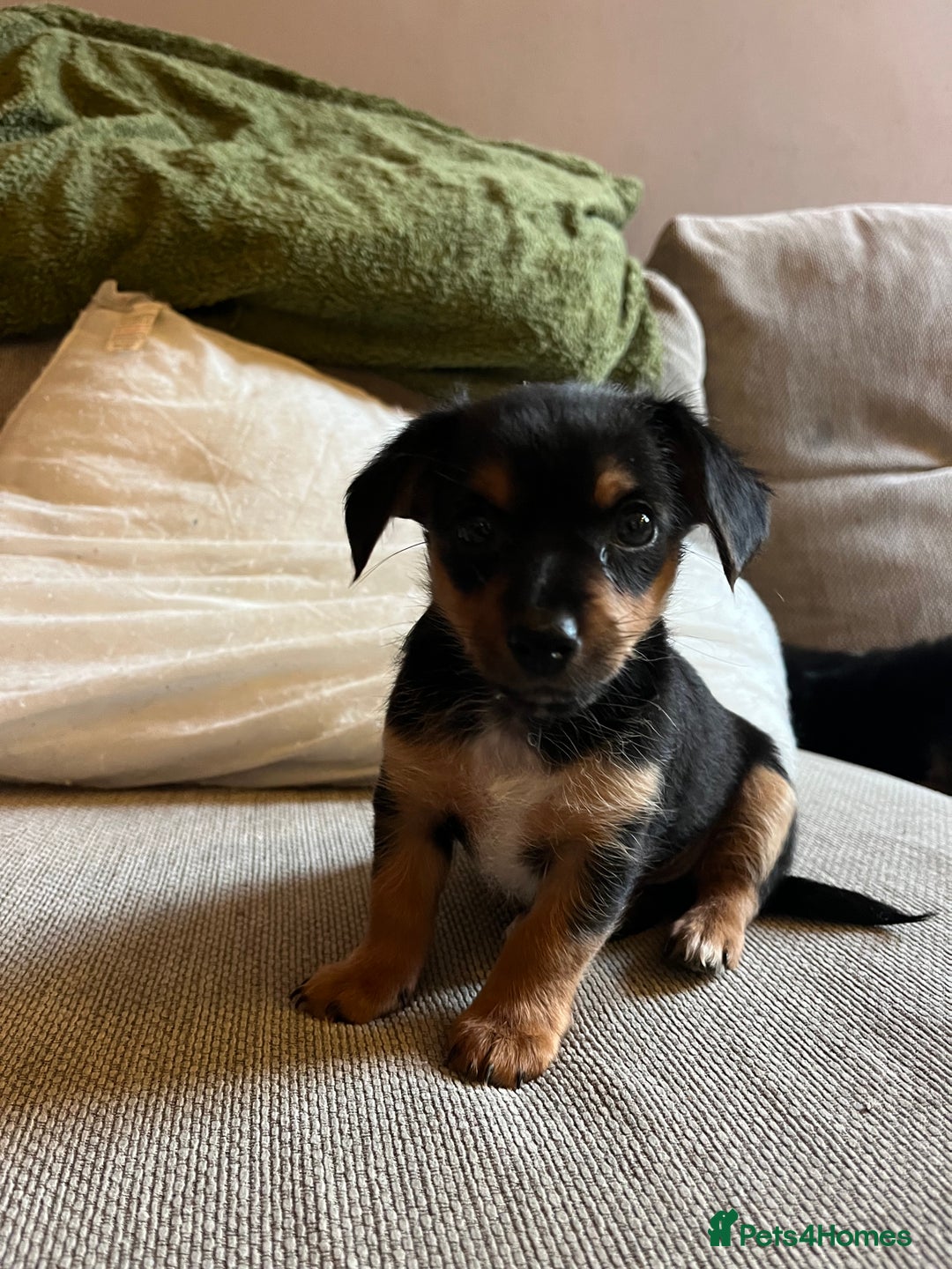 Jack Russell dogs for sale: Jack Russell puppies for sale - Advert 32