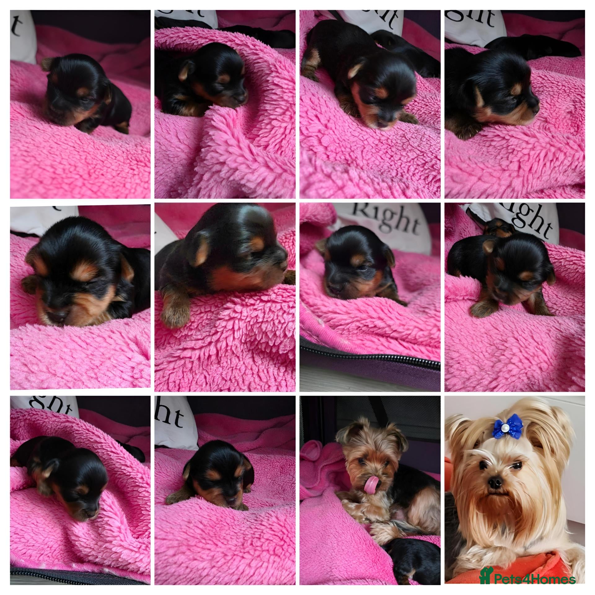 Yorkshire Terrier dogs 💕Yorkshire Terrier puppies.💕 - Advert 3