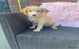 Mixed Breed dogs for sale: Shipoo puppies Shiba x poodle available  - Image 3