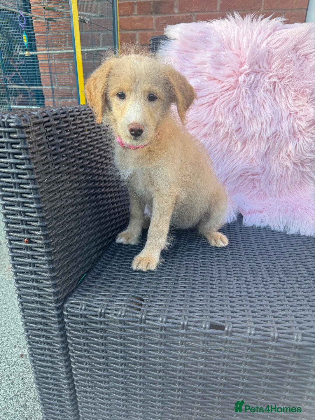 Mixed Breed dogs for sale: Shipoo puppies Shiba x poodle available  - Image 3