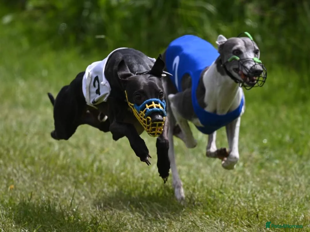Whippet dogs for stud: Eidynrock Sangoma with Silkspun ,Sportingbred.X in Glasgow - Advert 24