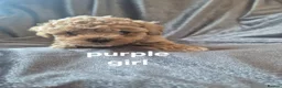Poochon dogs for sale: Toy poochon puppies  in Gloucester - Advert 8