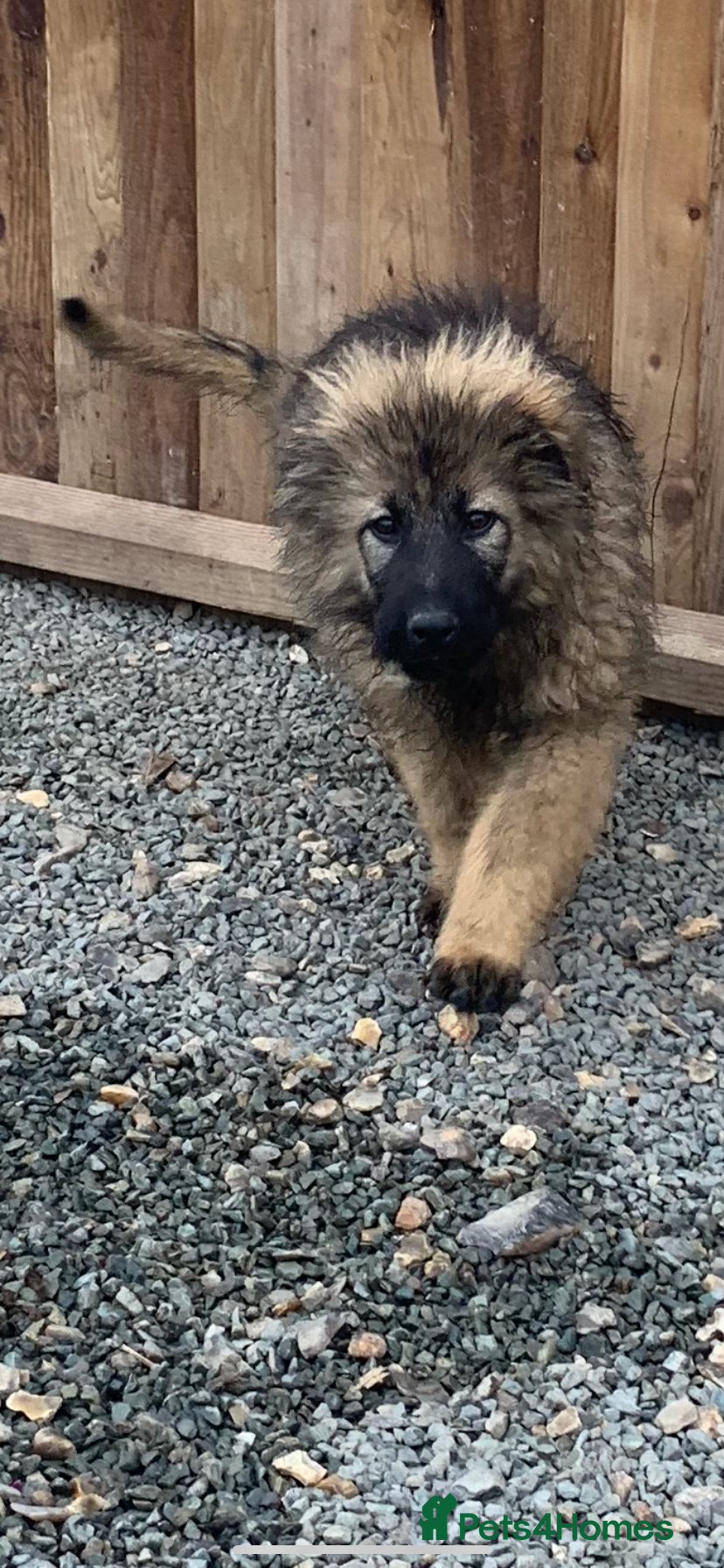 Mixed Breed dogs German shepherd x Caucasian shepherd puppies - Advert 3